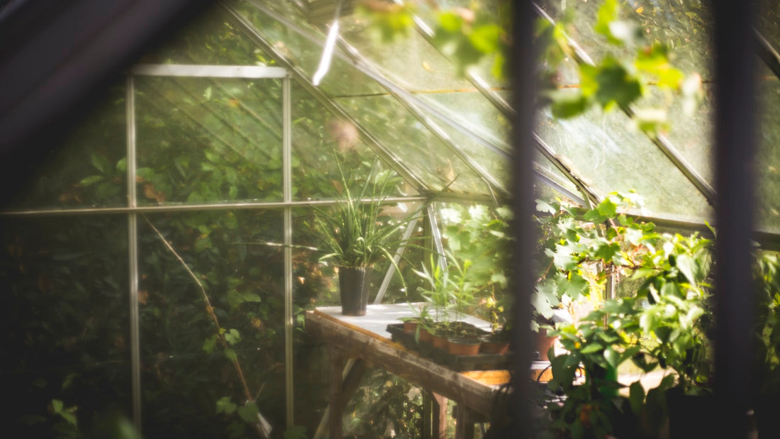 Potted plants inside a sunlit backyard greenhouse