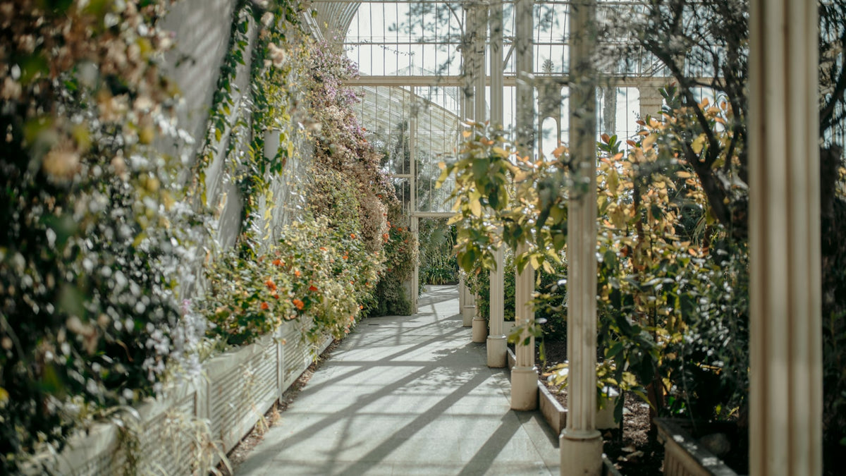 Rows of plants growing inside a home greenhouse