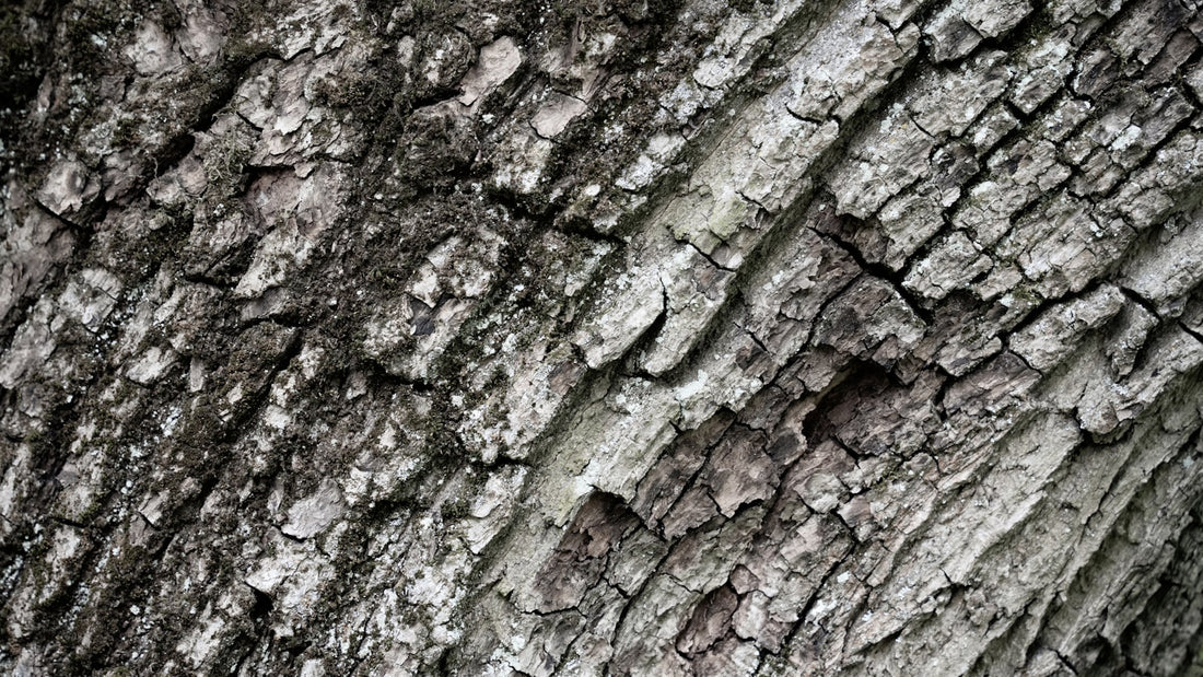 Close-up of natural cedar wood grain texture