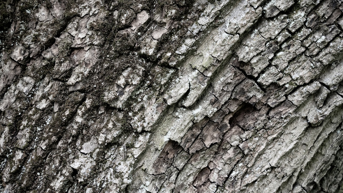 Close-up of natural cedar wood grain texture