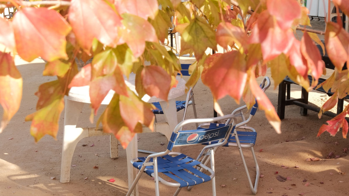 Patio chairs under autumn leaves
